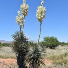 Yuca Elata 10 Seeds
