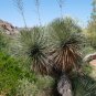 Yuca Elata 10 Seeds