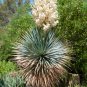 Yuca Elata 10 Seeds