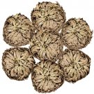 Rose of Jericho. You will receive 3 plants