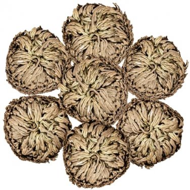 Rose of Jericho. You will receive 3 plants
