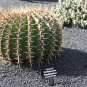 Echinocactus Grandis 5 Seeds