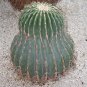 Echinocactus Grandis 5 Seeds