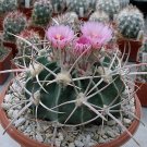 Echinocactus Texensis aka Horse Crippler 8 Seeds