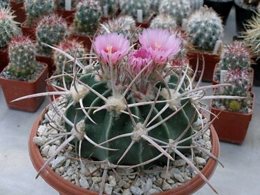 Echinocactus Texensis aka Horse Crippler 8 Seeds