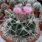 Echinocactus Texensis aka Horse Crippler 8 Seeds