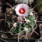 Echinocactus Texensis aka Horse Crippler 8 Seeds
