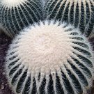 Echinocactus Grusonii v Alba 5 Seeds