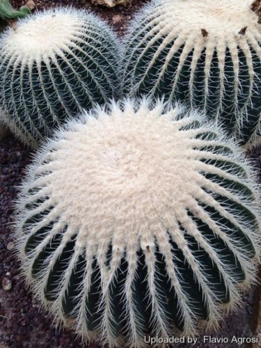 Echinocactus Grusonii v Alba 5 Seeds