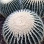 Echinocactus Grusonii v Alba 5 Seeds