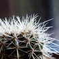 Echinocactus Grusonii v Alba 5 Seeds