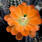 Echinocereus Acifer v Ventanensis, 8 Seeds.