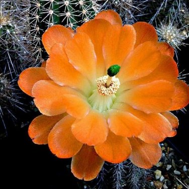 Echinocereus Acifer v Ventanensis, 8 Seeds.