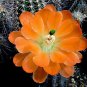 Echinocereus Acifer v Ventanensis, 8 Seeds.