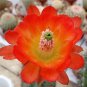 Echinocereus Acifer v Ventanensis, 8 Seeds.
