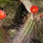 Echinocereus Acifer v Ventanensis, 8 Seeds.