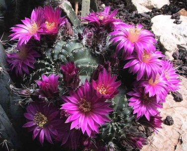 Echinocereus Aguirrii Tolontongo 5 Seeds