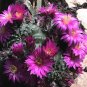 Echinocereus Aguirrii Tolontongo 5 Seeds