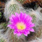 Echinocereus Delaetii 5 Seeds