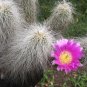 Echinocereus Delaetii 5 Seeds