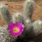 Echinocereus Delaetii 5 Seeds