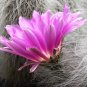 Echinocereus Delaetii 5 Seeds