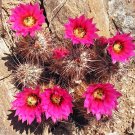 Echinocereus Engelmannii v. Munzii  8 Seeds