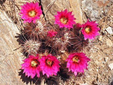 Echinocereus Engelmannii v. Munzii  8 Seeds