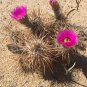 Echinocereus Engelmannii v. Munzii  8 Seeds