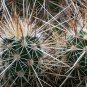 Echinocereus Engelmannii v. Munzii  8 Seeds