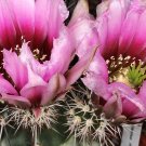 Echinocereus Fendleri v. Rectispinus  5 Seeds