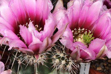 Echinocereus Fendleri v. Rectispinus  5 Seeds