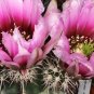 Echinocereus Fendleri v. Rectispinus  5 Seeds