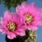 Echinocereus Fendleri v. Rectispinus  5 Seeds