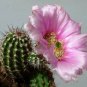 Echinocereus Fendleri v. Rectispinus  5 Seeds