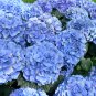 Hydrangea Seeds Mixed 15 Seeds. Free Shipping