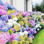 Hydrangea Seeds Mixed 15 Seeds. Free Shipping