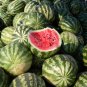 Crimson Sweet Watermelon.  25 Seeds Free Shipping