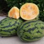 Orangeglo Watermelon Seed  10 Seeds Free Shipping