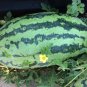 Orangeglo Watermelon Seed  10 Seeds Free Shipping