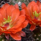 Echinocereus Mombergerianus Seeds  5 Seeds