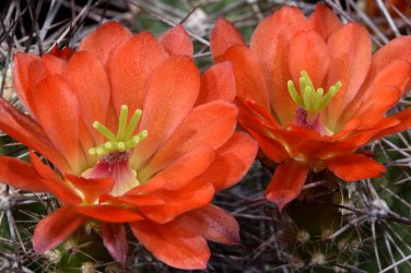 Echinocereus Mombergerianus Seeds  5 Seeds