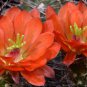 Echinocereus Mombergerianus Seeds  5 Seeds