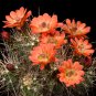 Echinocereus Mombergerianus Seeds  5 Seeds
