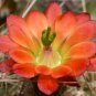Echinocereus Mombergerianus Seeds  5 Seeds