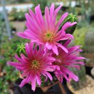 Echinocereus Morricalii Seeds  8 Seeds