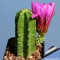 Echinocereus Morricalii Seeds  8 Seeds