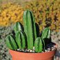 Echinocereus Morricalii Seeds  8 Seeds