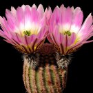 Echinocereus Pectinatus v Cardona  8 Seeds