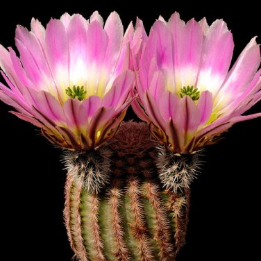 Echinocereus Pectinatus v Cardona  8 Seeds